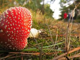 frans - op-een-grote-paddestoel
